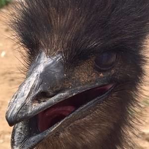 Meet your Posher, Emma